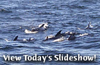 View Today's Slideshow!