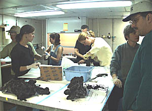 The microbiologists work together to catalog samples from the hydrothermal sulfides collected during the January 14th dive. They will use these samples to culture the microbes.  