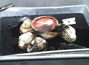 These vent clams had been retrieved from hydrothermal sediment at a depth of 2005 meters (6576 feet). The red color of the tissue comes from the hemoglobin in the blood. 