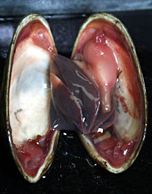  This clam is about 5 centimeters (2 inches) long. 