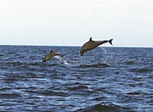 A mother and baby dolphin jump out the water together. We stayed far enough away so that we did not disturb these marine mammals, so were unable to identify what type of dolphins they were. 