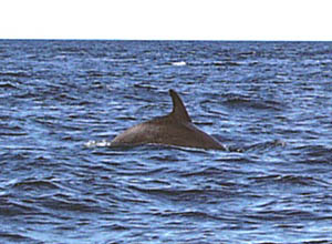 One of the pilot whales arches its back and prepares to dive. 