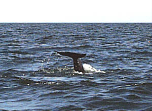 As the pilot whale dives, the last part of its body that we see is its fluke (or tail). 