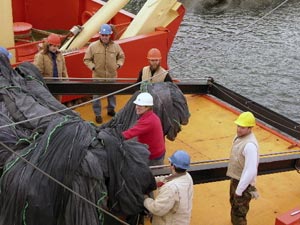 A singe seaman stands on the upper deck of the U. S. research vessel L. M. Gould as it steams out of Punta Arenas, Chile, heading south to the Antarctic Peninsula.  (Photo by L. Madin, WHOI)