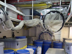 Live salps are kept in the aquarium room, which has running seawater for the containers. (Photo S. Williams) 