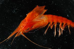A bright red mysid shrimp from about 1,000 meters (3,000 feet) deep looks like it has bat wings.  (Photo by Larry Madin, WHOI)