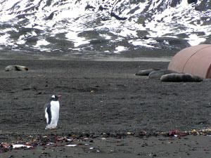 A Gentoo penguin walks by resting fur seals and a rusting tank on Deception Island. (Photo by Kerri Scolardi, Mote Marine Laboratory)