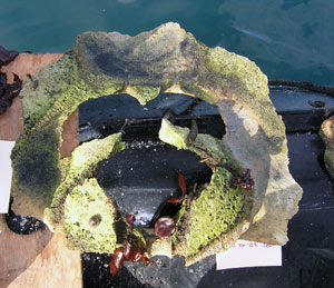 A piece of whale vertebra from which Brenna collected samples, on the Zodiac. (Photo by Brenna McLeod, Trent University)