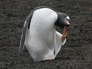 A Gentoo penguin on Deception Island.