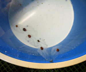 Looking into a salp container in the aquarium room on board the Gould, you can see salps swimming around and small brown fecal pellets on the bottom of the container. (Photo by Brennan Phillips, University of Connecticut)