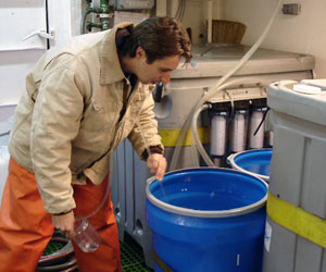 Brennan uses a long plastic tube to siphon fecal pellets out of a blue bucket containing salps . (Photo by Kerri Scolardi, Mote Marine Laboratory)