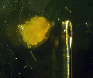 The fecal pellets of these salps, Salpa thompsoni, are about the size of a needle&rsquo;s eye. (Photo by Brennan Phillips, University of Connecticut)