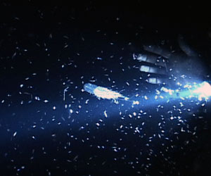 At night, a diver, with his light strapped to his wrist, illuminates a large siphonophore (a kind of jellyfish) and many tiny crustaceans. (Photo by Larry Madin, WHOI)