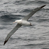 A Wandering Albatross soars above the waves on six-foot (two-meter) wings, and seldom comes to land. (Photo by J. Nishikawa, University of Tokyo) 