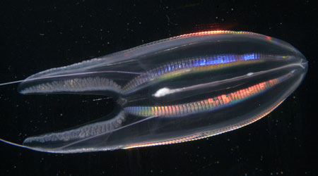 Ctenophores are bioluminescent, and produce a blue-green light. (Photo by Larry Madin, WHOI)