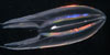 ctenophores
