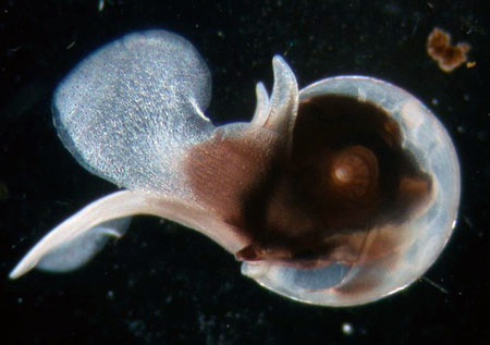 The animal above is called Limacina. It is small, about two millimeters across, and eats phytoplankton. (Photo courtesy of Larry Madin, WHOI)