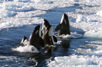 Orcas sometimes spy-hop, holding their heads and upper bodies out of the water, to look for prey. (Photo courtesy of the R/V Nathaniel B. Palmer)