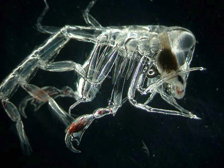 http://www.divediscover.whoi.edu/expedition10/daily/critter/images/phronima_amphipod-lg.jpg