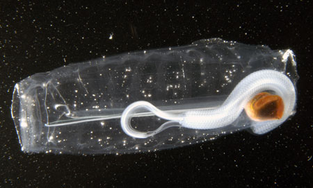 Ctenophores are bioluminescent, and produce a blue-green light. (Photo by Larry Madin, WHOI)
