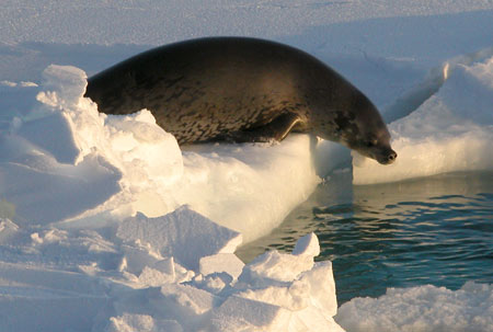 The most common zooplankton in all the oceans are called copepods. (Photo courtesy of Larry Madin, WHOI)