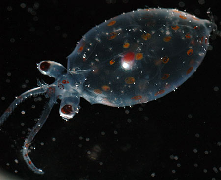 A transparent deep-sea squid found at a depth of 1,000 meters (3,000 feet). (Photo by Larry Madin, WHOI)