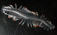 A Tomopterid worm. (Photo courtesy of Larry Madin, WHOI) 