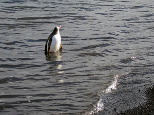 A lone Gentoo penguin near the beach at Whaler&rsquo;s Bay. (Photo by Albert Williams, Woods Hole Oceanographic Institution)
