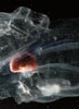 watery world of salps