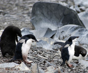 Two adult and two fledgling Adelie penguins on Torgeson Island, near Palmer Station, where an Adelie penguin rookery is located. (Photo by Byron Pedler, WHOI)