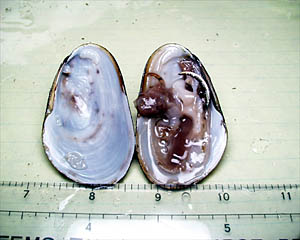  All four of the mussels were split, photographed and individually frozen so that biologists can study them after Atlantis returns to port. 