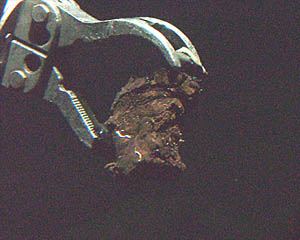 Alvin’s manipulator holding a lava sample taken at the end of Dive 3528 from 2543 meters depth on the East Pacific Rise crest.