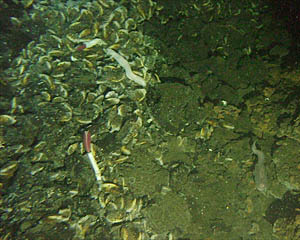  Mussels and two lonely tube worms living in the platy collapse talus in the Axial Summit Trough near TY vent at 2508 meters depth. Distance across the bottom of the photo is about 4 meters. 