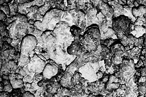 A photograph of the black pillow lava Maya’s watch saw today. This photo was taken by the electronic still camera on Argo II. You can see that the black lobe of younger lava in the center of the photograph has flowed over the lighter-colored, and sediment-covered, older pillows. The distance across the bottom of the image is about 4 meters. This is the area that we will be investigating tonight during more Argo II surveys. 