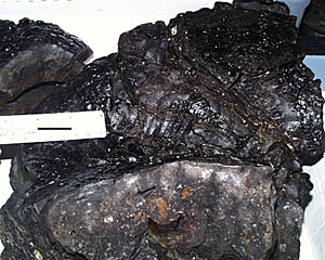 A pillow lava sample collected during one of the dredges we have been doing in the 1&deg; 40’N survey area. The black line on the white ruler is 2.5 centimeters long. Note the shiny black glass on the surface. This is the lava that “quenches” (cools immediately) after the it erupts on the seafloor and comes into contact with the near freezing bottom water. Some of the white specks in the interior of the pillow are large crystals (also called phenocrysts) of plagioclase, a calcium-aluminum silicate mineral. The interior of the pillow cools more slowly than the surface and so crystals have time to form. 