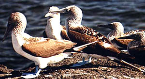 Blue-footed boobies are a common sight in the Galapagos Islands. They are well adapted to living on young volcanic islands because they do not need vegetation to survive. They fish for their food by diving into the water from heights of 50 feet or more. They have a special air sac in their skulls to help cushion the shock when they hit the water. Blue-footed boobies lay their eggs on bare rock and incubate them on top of their blue webbed feet, so they need no nesting materials.