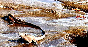 Marine iguanas on the rocky shore in the Galapagos Islands. The crabs in the upper right corner of the photo are called Sally Lightfoot Crabs.