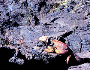 A land iguana basks in the hot sun on Fernandina Island. Land iguanas do best in the dry terrain on the Galapagos away from the shoreline. They get most of their water when they eat cacti and other plants.
