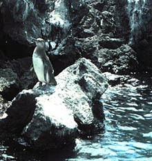 There are penguins in the Galapagos Islands! These flightless birds are cousins to those found in Patagonia on the southern tip of South America. Penguins feed on small fish and crustaceans. Like some types of sea birds, they pick a mate and stay with them for life. 