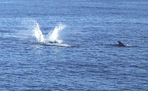 Jumps, backflips, and tail slaps were some of the playful antics of the dolphins that joined the pilot whales this afternoon. Here, one of the dolphins splashes back into the water while a pilot whale swims by. 