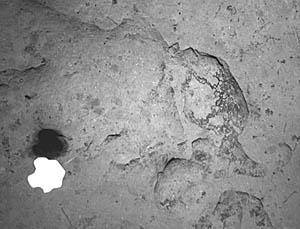 The next three images are digital photographs taken with a Benthos 5010 digital camera that Bob “Yogi” Elder mounted on Argo II for the last lowering. It takes great pictures as you can see! This shows sedimented lobate lavas at a depth of 3500 meters in the Galapagos Rift valley. The white object is a stalked sponge. The distance across the image is about 3 meters.