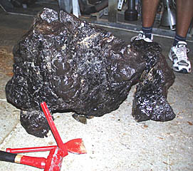 A close-up photo of the “monster” pillow. We needed sledgehammers and chisels to break off some pieces so that we could sample glass from the outer crust and chunks of the rock. Jon Burgess’s feet are in the background. The rock was so heavy, Jon and Ben Wigham had to use a hand cart to carry it to the lab where we process rock samples. Note the brownish coating of manganese around some of the glass. Based solely on how it looks, this rock is definitely not 18 months old. It probably formed tens to hundreds of years ago.