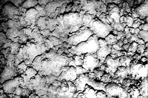 A view from an altitude of about 8 meters of a lava pillow terrain on the floor of the Galapagos Rift valley at a depth of approximately 3500 meters. The distance across the bottom of the image is about 4 meters. We were traveling down slope in the direction of the upper left corner of the photo. The next slide shows a contact point between two types of lava, which we observed about 12 seconds after this picture was taken. Argo ESC images are taken about every 12 seconds; this is the time it takes for the strobe lights to recharge and fire again. 