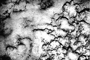 The contact point between pillow lava seen in the previous photo and lobate lava. In this case, it appears that the same lave flow changed from producing pillows to lobates as it erupted and flowed across the seafloor. Distance across the bottom of the image is about 4 meters.
