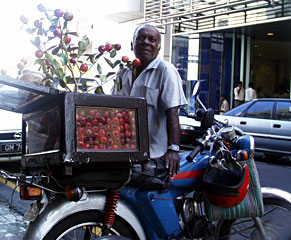 Red and yellow guava fruit grows from a dirt-filled crate mounted on a vendor’s moped - fast food, Mauritian style! The fruit is the size of a golf ball and tastes sweet, like a plum.  