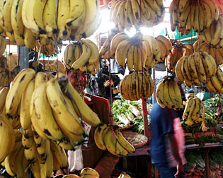 Banana lovers find paradise in the Port Louis fruit and vegetable market.  