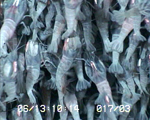 A close-up view of the shrimp. They are about two to three inches long.  