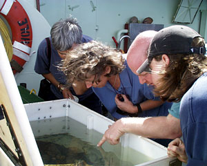 Tim Shank points out barnacles to biologists Anna-Louise Reysenbach, Cindy Van Dover and Shana Goffredi.  