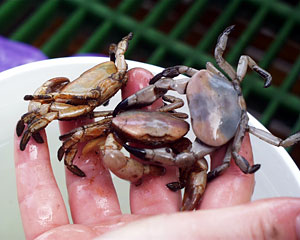 Brachyuran crabs have strong muscular claws for feeding on shrimp.  