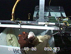 ROV Jason lifts up a scoop filled with part of a hydrothermal chimney. It will be placed inside the white box on the elevator.  